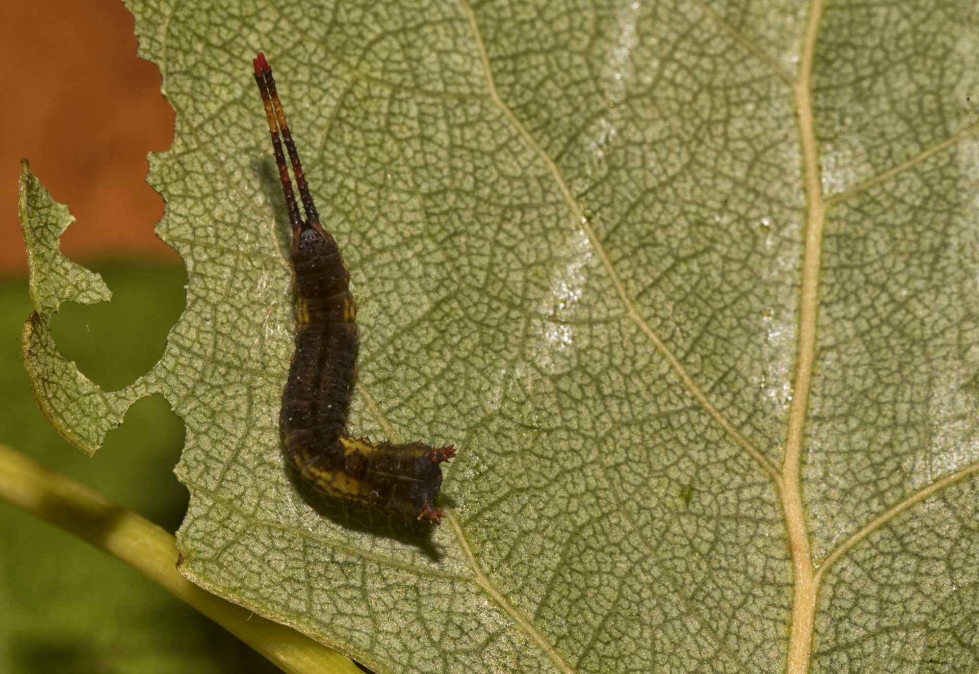 Seguiamo la storia di Cery, il piccolo bruco della Cerura vinula